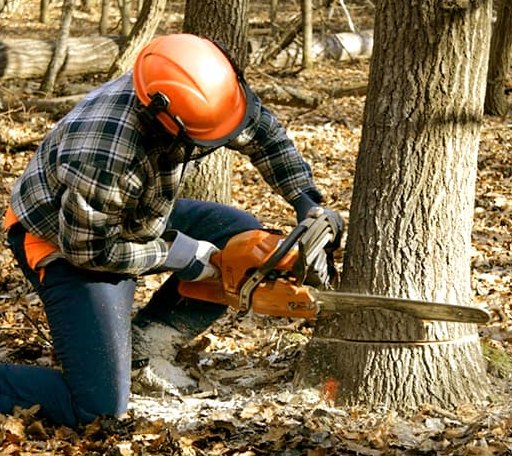 Tree Removal in Munich, ND